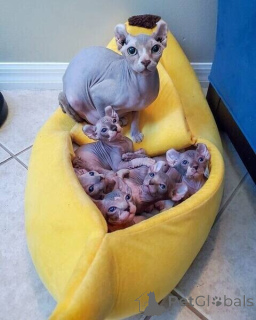 Photo №1. sphynx cat - for sale in the city of Bochum | 361$ | Announcement № 170880