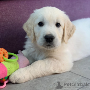 Photo №1. golden retriever - for sale in the city of Хельсингёр | 402$ | Announcement № 111582