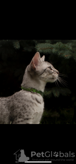 Photo №2 to announcement № 71617 for the sale of egyptian mau - buy in Poland breeder