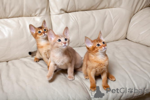 Photo №1. abyssinian cat - for sale in the city of Helsinki | 258$ | Announcement № 154767