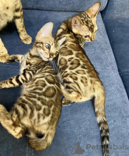 Photo №2 to announcement № 113454 for the sale of bengal cat - buy in United States breeder