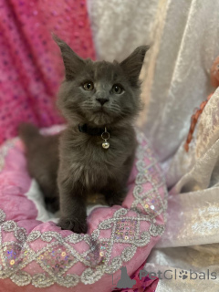 Photo №1. maine coon - for sale in the city of Bern | 206$ | Announcement № 155200