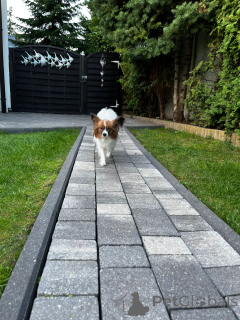 Photo №3. Continental Toy Spaniel/ Papillon. Poland