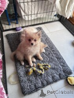 Photo №4. I will sell pomeranian in the city of Donji Miholjac. breeder - price - negotiated