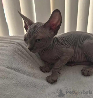Photo №4. I will sell sphynx cat in the city of Überlingen. private announcement - price - 599$