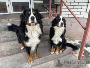 Additional photos: Reservation for Bernese Mountain Dog puppies is open