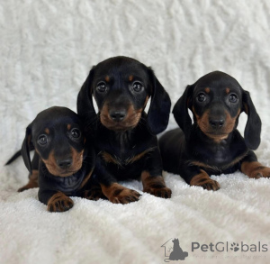 Photo №1. dachshund - for sale in the city of Glasgow | negotiated | Announcement № 169062