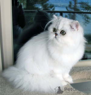Photo №1. himalayan cat - for sale in the city of Astrakhan | negotiated | Announcement № 10112