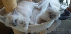 Photo №2 to announcement № 154083 for the sale of ragdoll - buy in Germany breeder