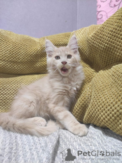 Photo №4. I will sell maine coon in the city of Kharkov. breeder - price - 500$