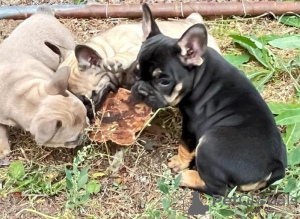 Photo №1. french bulldog - for sale in the city of Milan | 264$ | Announcement № 117949