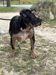 Photo №2 to announcement № 138671 for the sale of american bully - buy in France private announcement