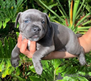 Photo №1. staffordshire bull terrier - for sale in the city of Berlin | Is free | Announcement № 126770