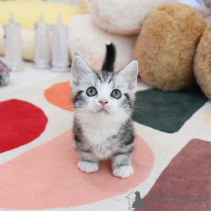 Photo №1. munchkin - for sale in the city of Ohio | 300$ | Announcement № 152216