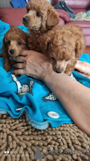 Photo №2 to announcement № 9739 for the sale of poodle (toy) - buy in Ukraine breeder