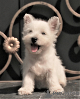 Additional photos: west highland white terrier puppy female