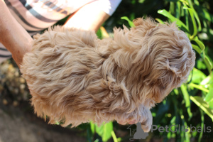 Photo №3. Bolonka wette fci puppy - a beautiful girl. Poland