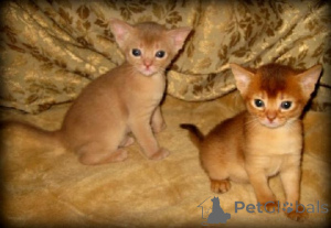 Photo №1. abyssinian cat - for sale in the city of Aachen | 465$ | Announcement № 166280