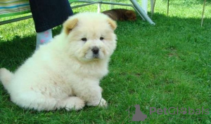 Photo №3. Schattige en mooie Chow Chow-puppy's beschikbaar voor adoptie. Netherlands