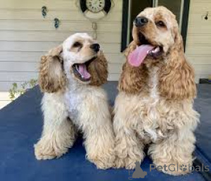 Photo №1. american cocker spaniel - for sale in the city of Berlin | 723$ | Announcement № 157183