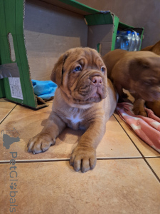 Photo №2 to announcement № 135147 for the sale of dogue de bordeaux - buy in Poland private announcement