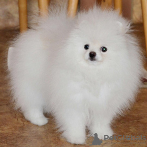 Photo №2 to announcement № 120045 for the sale of pomeranian - buy in Germany private announcement