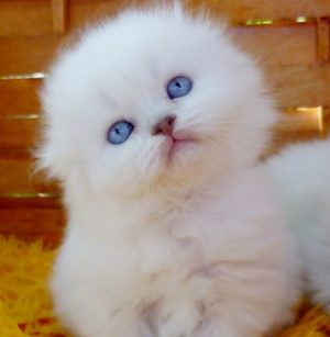 Photo №1. scottish fold - for sale in the city of Chelyabinsk | 245$ | Announcement № 3414