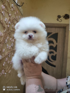 Photo №4. I will sell pomeranian in the city of Munich. private announcement - price - 380$