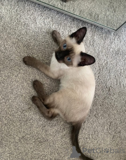 Photo №2 to announcement № 154320 for the sale of siamese cat - buy in Germany breeder