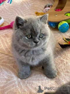 Photo №1. british shorthair - for sale in the city of Wiesbaden | 300$ | Announcement № 96116