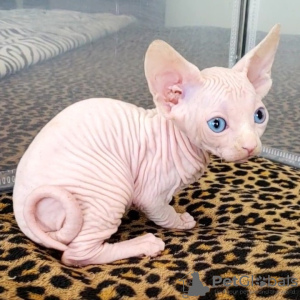 Photo №2 to announcement № 89021 for the sale of sphynx-katze - buy in Canada breeder