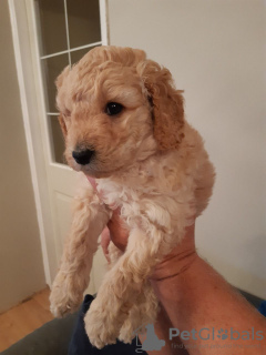 Photo №3. Adorable Miniature F1b Goldendoodle puppies ready to join their new and forever. United States