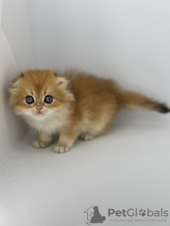 Photo №2 to announcement № 113927 for the sale of scottish fold - buy in Russian Federation breeder