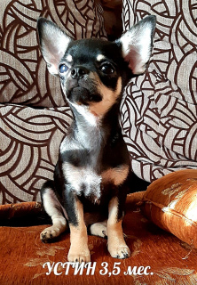 Photo №2 to announcement № 4140 for the sale of chihuahua - buy in Russian Federation 