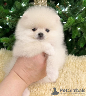Photo №1. pomeranian - for sale in the city of Richmond | 400$ | Announcement № 102261
