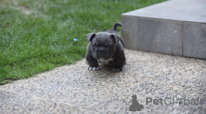 Photo №3. American micro bully puppies. Germany