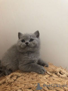 Photo №4. I will sell british shorthair in the city of Калифорния. private announcement, from nursery - price - 350$