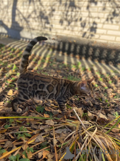 Additional photos: Gorgeous Bengal boy for breeding or pets