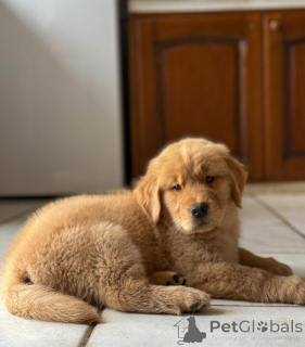 Photo №2 to announcement № 163518 for the sale of golden retriever - buy in Germany private announcement