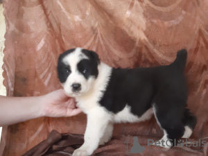 Photo №1. central asian shepherd dog - for sale in the city of Tambov | 207$ | Announcement № 24783