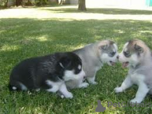 Photo №1. siberian husky - for sale in the city of Valley | negotiated | Announcement № 75877