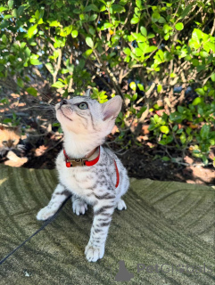 Photo №3. dorable Bengal Kittens Seeking New Families. Germany