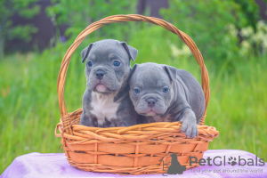 Photo №1. american bully - for sale in the city of Voronezh | negotiated | Announcement № 51295