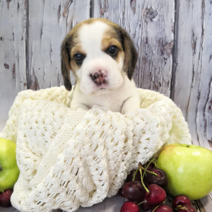 Photo №4. I will sell beagle in the city of Surgut. from nursery - price - 937$