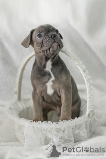 Photo №1. french bulldog - for sale in the city of Cherepovets | 828$ | Announcement № 25618