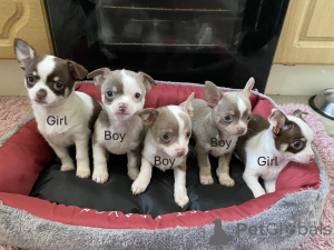 Photo №1. chihuahua - for sale in the city of Illinois City | 350$ | Announcement № 159383