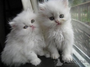 Photo №1. persian cat - for sale in the city of Aachen | Is free | Announcement № 129061