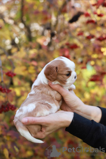 Photo №4. I will sell cavalier king charles spaniel in the city of Zürich. private announcement, from nursery - price - 1500$