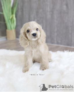 Photo №4. I will sell american cocker spaniel in the city of Lüneburg. private announcement, from nursery, from the shelter, breeder - price - 633$