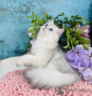 Photo №1. scottish straight - for sale in the city of Chernivtsi | 450$ | Announcement № 144503